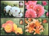 ---КМ---Цветы ботанического сада Беларуси. 4 карточки